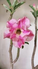 Planta Dobrada 3064 – 30cm – 02 anos