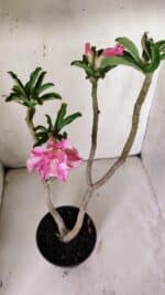 Planta Dobrada 3064 – 30cm – 02 anos - Imagem 4