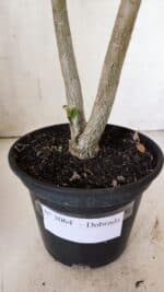 Planta Dobrada 3064 – 30cm – 02 anos - Imagem 6