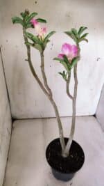 Planta Dobrada 3064 – 30cm – 02 anos - Imagem 5