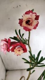 Planta Dobrada 3065 – 30cm – 02 anos - Imagem 4