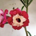 Planta Dobrada 3065 – 30cm – 02 anos