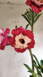 Planta Dobrada 3065 – 30cm – 02 anos