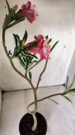 Planta Dobrada 3065 – 30cm – 02 anos - Imagem 7