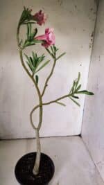 Planta Dobrada 3065 – 30cm – 02 anos - Imagem 6