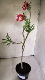 Planta Dobrada 3065 – 30cm – 02 anos - Imagem 5