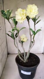 Planta Dobrada 3066 – 45cm – 04 anos - Imagem 2