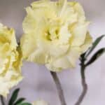 Planta Dobrada 3066 – 45cm – 04 anos