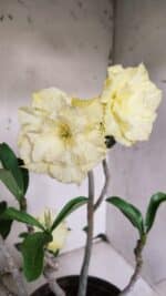 Planta Dobrada 3066 – 45cm – 04 anos - Imagem 4