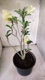 Planta Dobrada 3066 – 45cm – 04 anos - Imagem 7