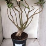 Planta Dobrada 3067 – 60cm – 05 anos