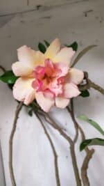 Planta Dobrada 3067 – 60cm – 05 anos - Imagem 3