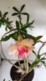 Planta Dobrada 3067 – 60cm – 05 anos - Imagem 4