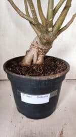 Planta Dobrada 3067 – 60cm – 05 anos - Imagem 5