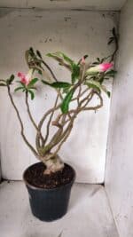 Planta Dobrada 3067 – 60cm – 05 anos - Imagem 6