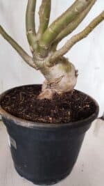 Planta Dobrada 3067 – 60cm – 05 anos - Imagem 10