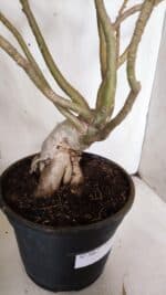 Planta Dobrada 3067 – 60cm – 05 anos - Imagem 9