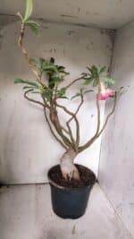 Planta Dobrada 3067 – 60cm – 05 anos - Imagem 8