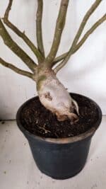 Planta Dobrada 3067 – 60cm – 05 anos - Imagem 7