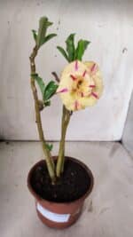 Planta Dobrada 3068 – 30cm – 02 anos - Imagem 2