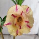 Planta Dobrada 3068 – 30cm – 02 anos