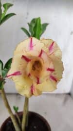 Planta Dobrada 3068 – 30cm – 02 anos