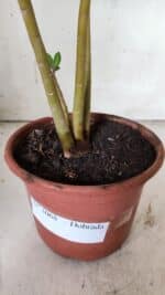 Planta Dobrada 3068 – 30cm – 02 anos - Imagem 7