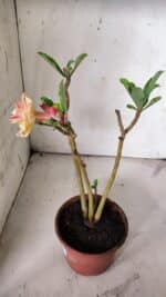 Planta Dobrada 3068 – 30cm – 02 anos - Imagem 5