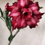 Planta Dobrada 3069 – 30cm – 02 anos