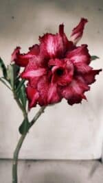 Planta Dobrada 3069 – 30cm – 02 anos