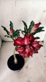 Planta Dobrada 3069 – 30cm – 02 anos - Imagem 4