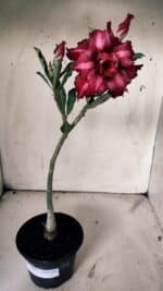 Planta Dobrada 3069 – 30cm – 02 anos - Imagem 5