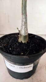 Planta Dobrada 3069 – 30cm – 02 anos - Imagem 7