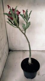 Planta Dobrada 3069 – 30cm – 02 anos - Imagem 6