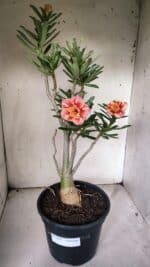 Planta Dobrada 3070 – 60cm – 04 anos - Imagem 2