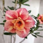 Planta Dobrada 3070 – 60cm – 04 anos