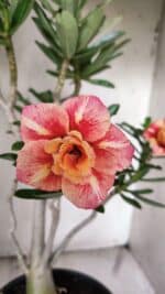 Planta Dobrada 3070 – 60cm – 04 anos