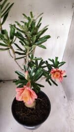 Planta Dobrada 3070 – 60cm – 04 anos - Imagem 4