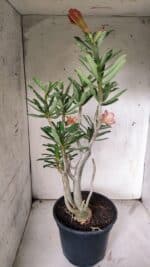 Planta Dobrada 3070 – 60cm – 04 anos - Imagem 6