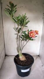 Planta Dobrada 3070 – 60cm – 04 anos - Imagem 5