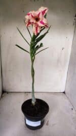 Planta Dobrada 3071 – 30cm – 02 anos - Imagem 2