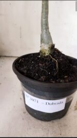 Planta Dobrada 3071 – 30cm – 02 anos - Imagem 5