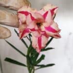 Planta Dobrada 3071 – 30cm – 02 anos