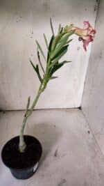 Planta Dobrada 3071 – 30cm – 02 anos - Imagem 4