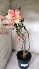 Planta Dobrada 3072 – 40cm – 03 anos - Imagem 2