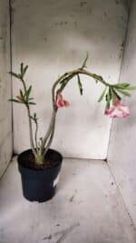 Planta Dobrada 3072 – 40cm – 03 anos - Imagem 5