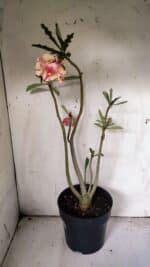 Planta Dobrada 3072 – 40cm – 03 anos - Imagem 4