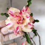 Planta Dobrada 3072 – 40cm – 03 anos