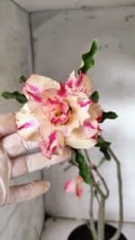 Planta Dobrada 3072 – 40cm – 03 anos