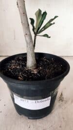 Planta Dobrada 3073 – 30cm – 02 anos - Imagem 8